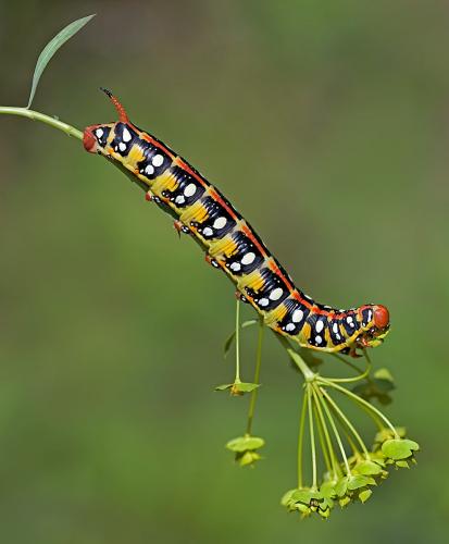 PDI Nature MCPF Ribbon Spurge Hawkmoth Caterpillar on Food Plant Trevor Davenport England