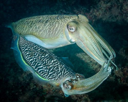 PDI Nature PSA Gold Cuttlefish-mating Ian Marriner Australia
